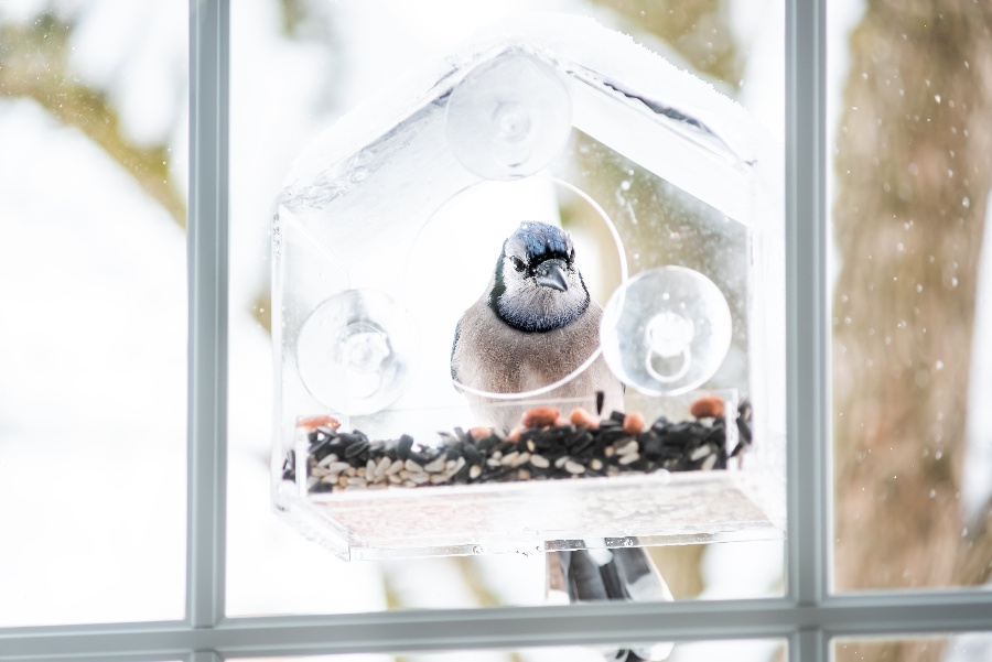Birds to Your Kitchen Window